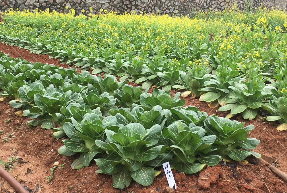 1557812086392259.jpg IMG_0853.jpg