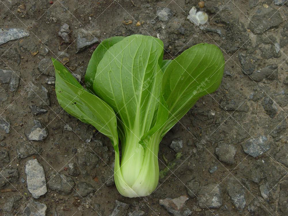 1557820889187132.jpg timg.jpg