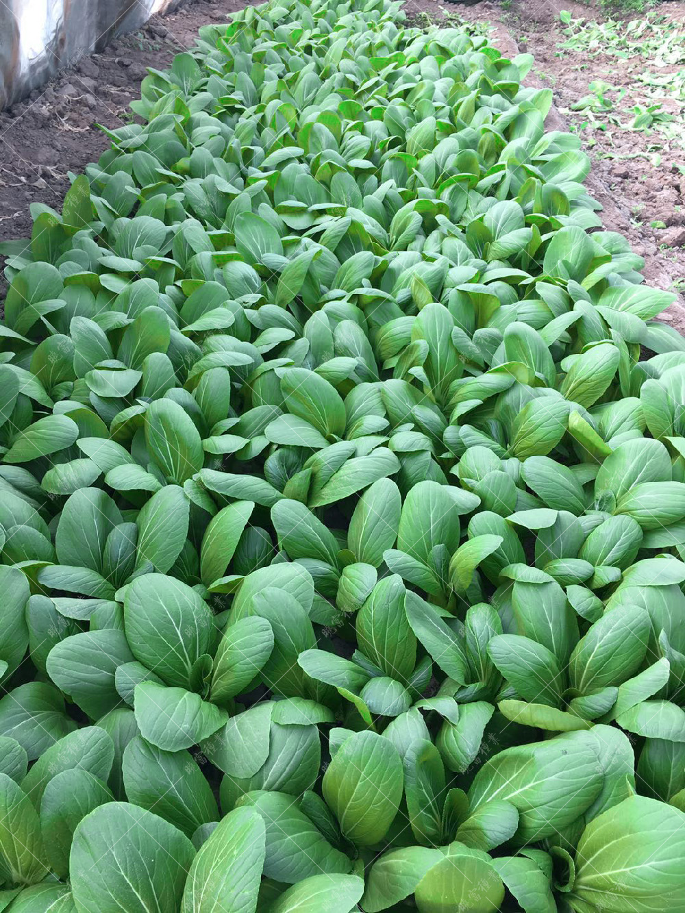 1557821498686398.jpg 微信圖片_20171113165642.jpg