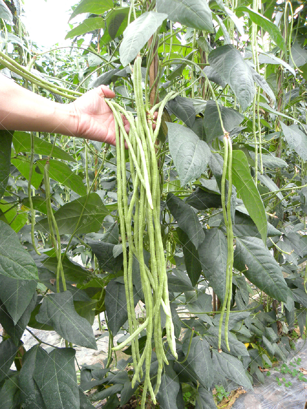 1557970109969158.jpg 55.jpg