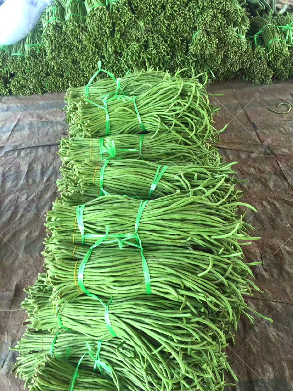 1557993286597359.jpg 53.jpg