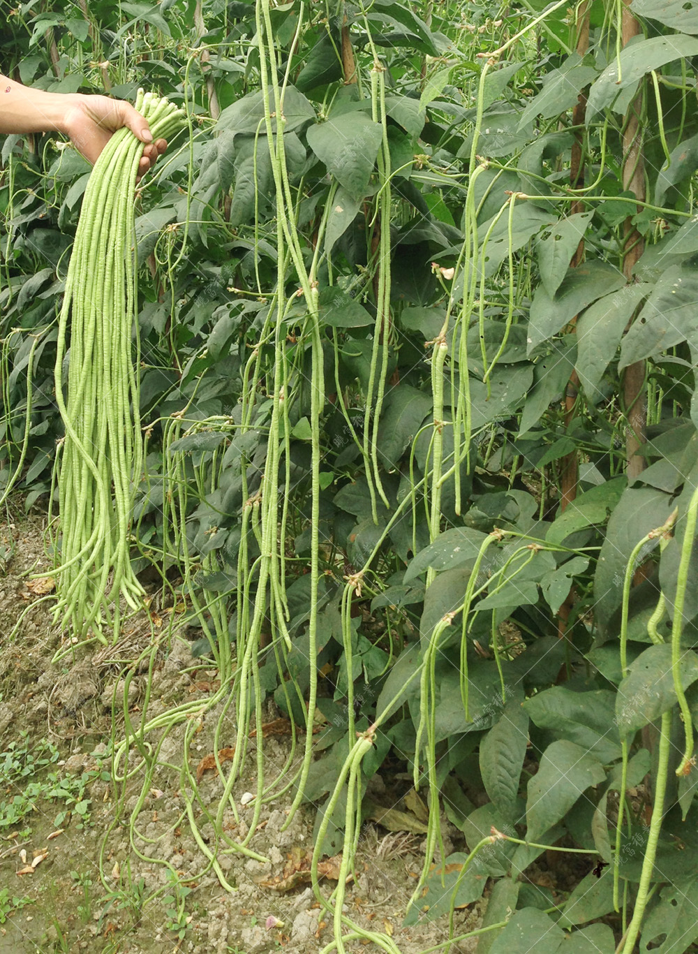 1558057927484579.jpg 51.jpg