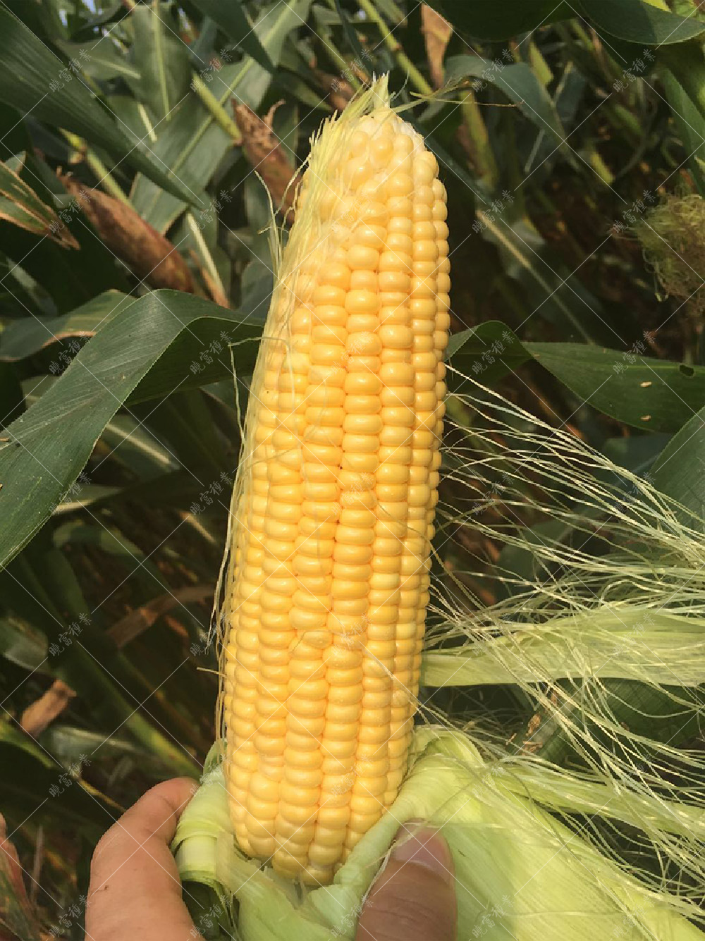 1558080386506276.jpg 51.jpg