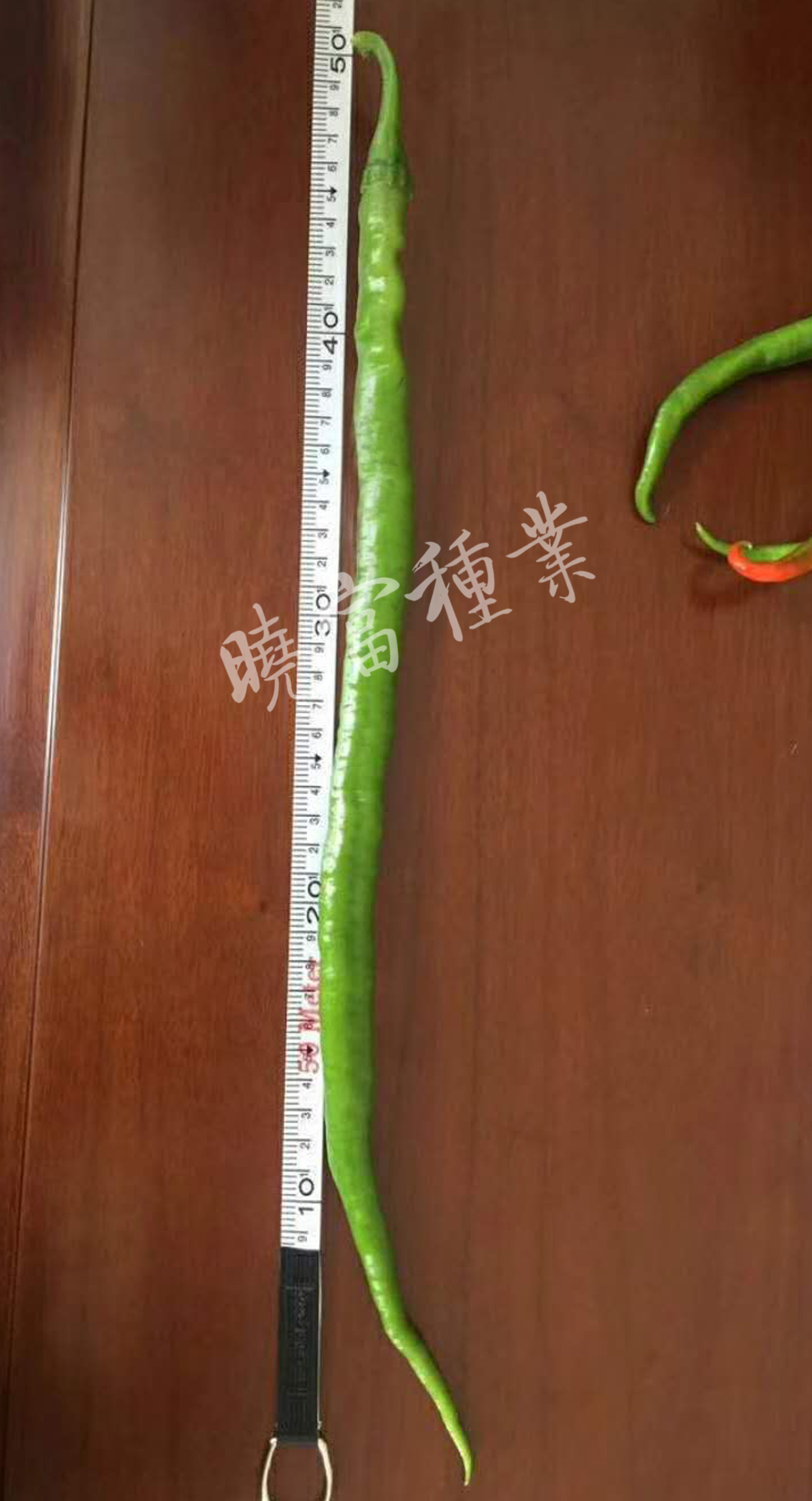 1585791061498562.jpg 02.jpg