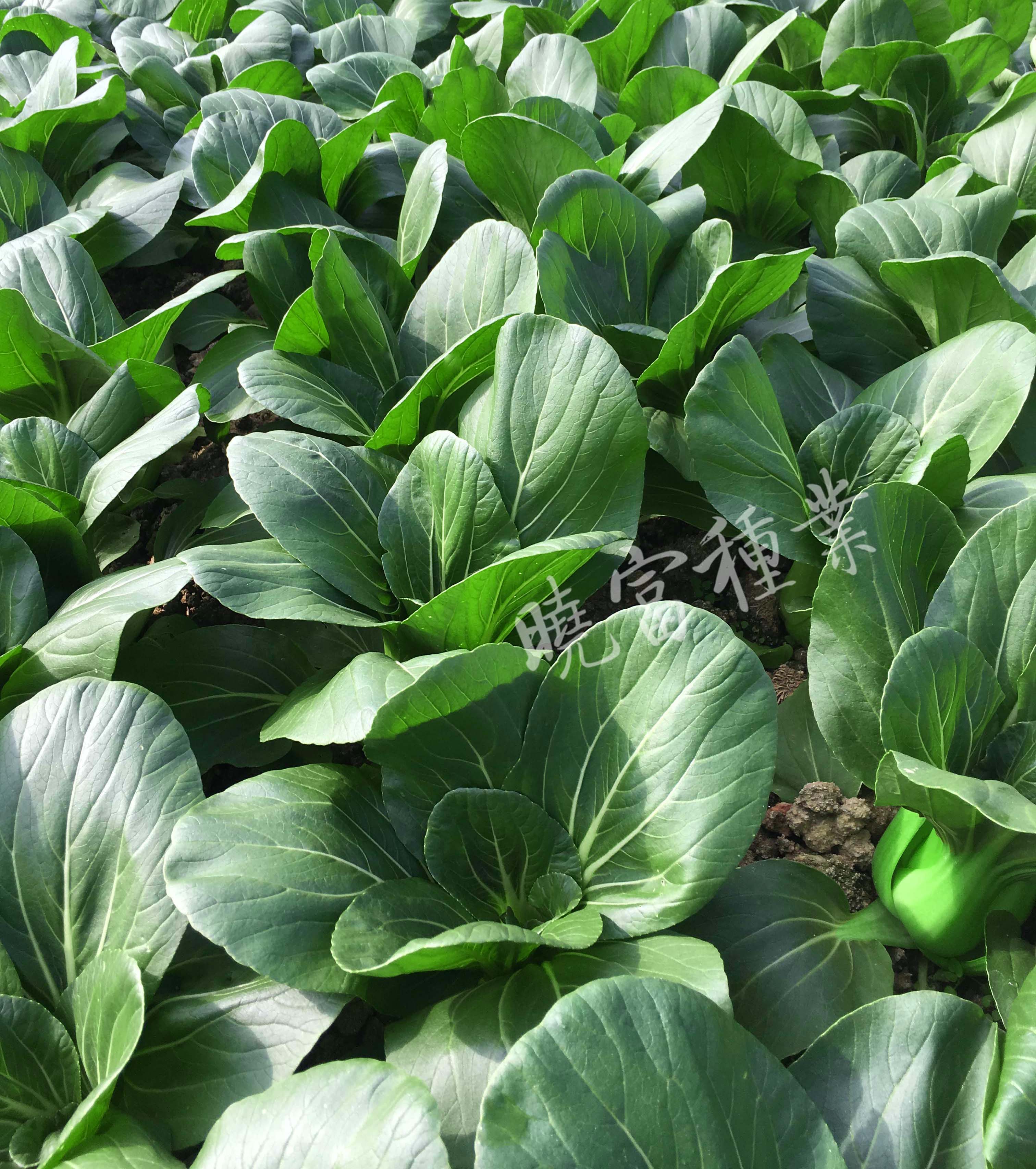 1600250921553445.jpg 02.jpg