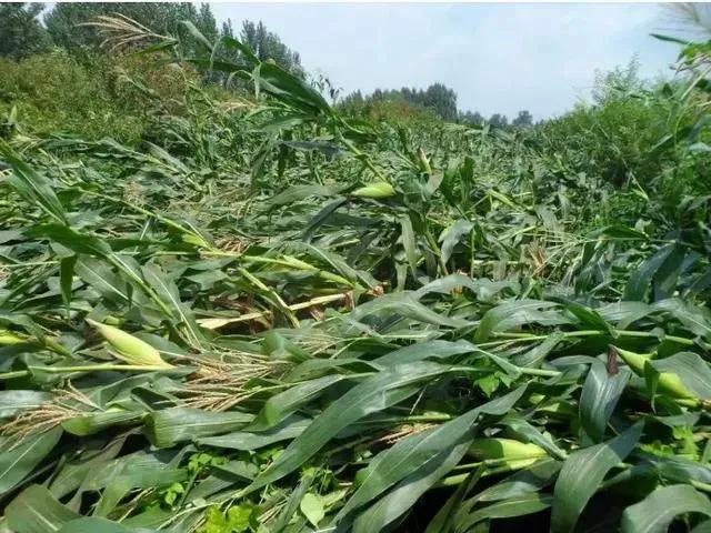 1608455244700414.jpg 微信圖片_20201220170105.jpg