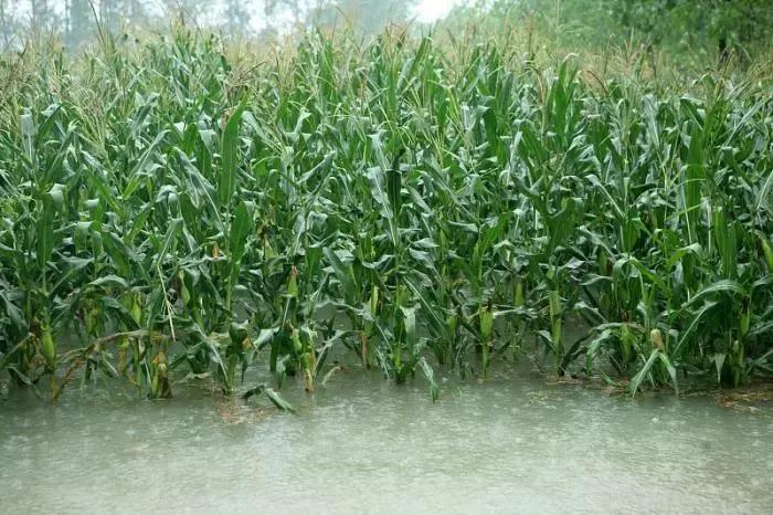 1608455272887622.jpg 微信圖片_20201220170113.jpg