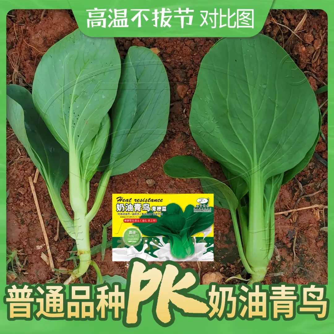 1646190532515446.jpg 06.jpg